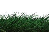 CG Grass