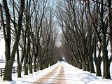 Winter tree lined lane 2