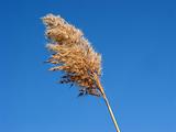 Dry reed flower grass
