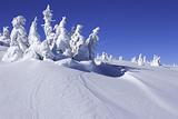 snow covered pine trees with snow drift