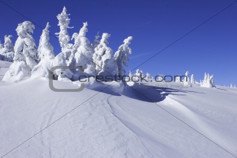snow covered pine trees with snow drift