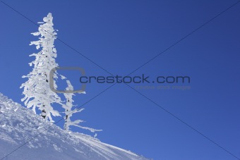 ice covered pine tree
