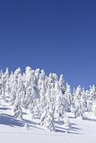 snow covered pine trees and blue sky
