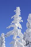 snow covered top of a pine tree