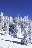snow covered fir trees