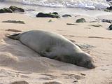 endangered monk seal