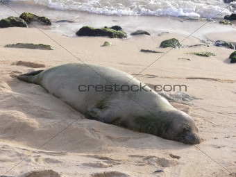endangered monk seal