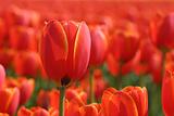 Orange Tulip Field in Holland