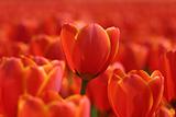 Orange tulip in spring