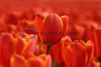 Orange tulip in spring
