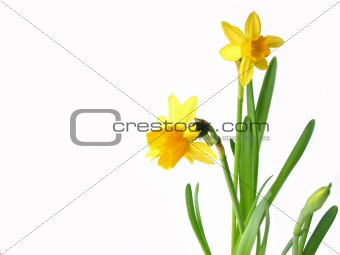 Daffodils on white