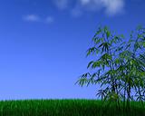 grass&bamboo