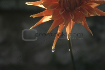 Flower with water