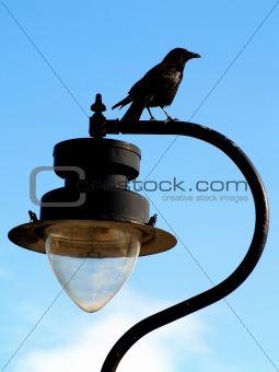 Hooded Crow on a lampost