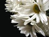 White daisy on black background