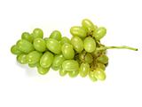 Green grapes bunch