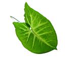 Green leaf over white