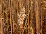 Dry grass reed sunlit