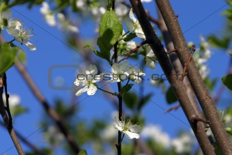 Plum-tree blossom