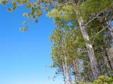 Pine trees blue sky