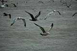 Flying gulls