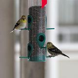 American Goldfinches 