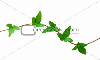 Green ivy on white