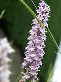 wild orchid(British) 2