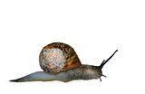 Slithering Snail