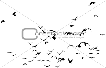 Flock of birds flying up