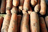 Carrots at the market