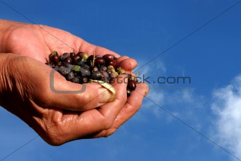 Hands with olives