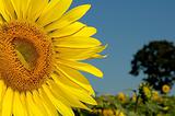 big sunflower