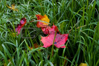Red leafs in wet hay