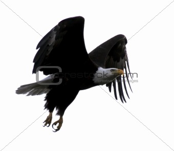 Bald Eagle Flying with Wings Outstretched Against A White Sky (b