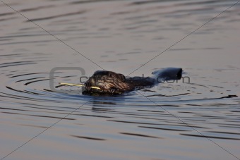 Beaver Eating Bark Off A Tree Branch In The Water