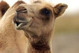 Camel looking eye to eye with you