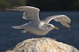Gull Taking Flight With Wings Spread