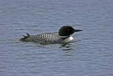 Profile Of An Adult Loon In Mating Ploomage
