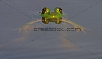 Floating Bull Frog with Eyes Reflected on Calm Water's Surface  