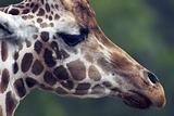 Extreme Giraffe Head Closeup