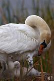 Mother Swan Checking on Babies in Nest
