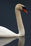 Adult Swan Headshot Floating On Pond