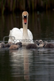 Mother Swan With Babies Swimming