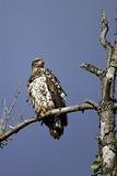Immature Bald Eagle perched in a tree.