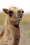 The Kissing Camel Closeup