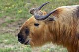 Takin (Musk Ox Relative)