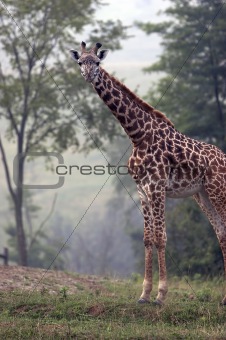 Full body shot of a Giraffe