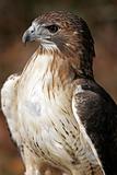 Red Tailed Hawk Closeup