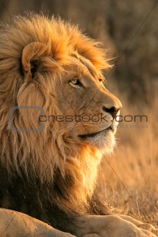 Big male lion 